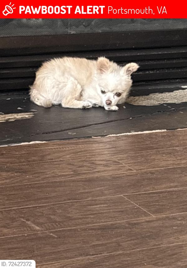 Lost Female Dog last seen River Pointe Neighborhood , Portsmouth, VA 23703