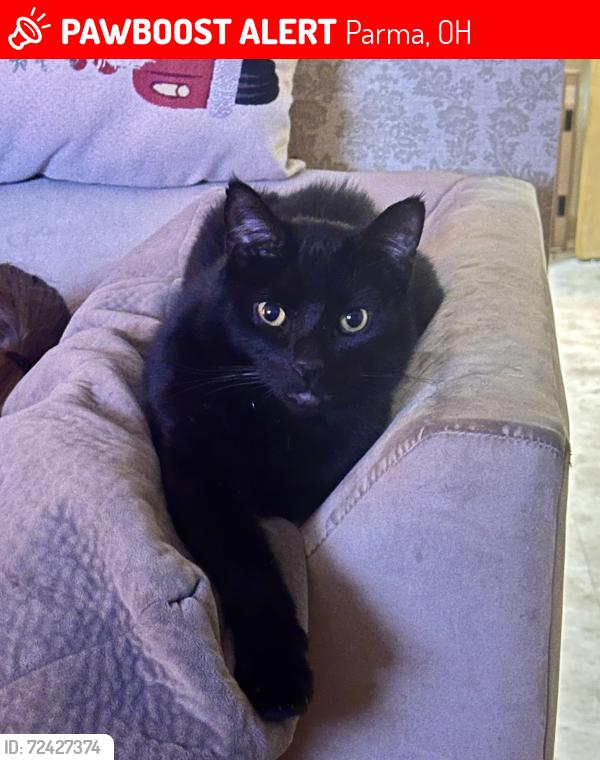 Lost Male Cat last seen Not too far from broadview rd, Parma, OH 44134