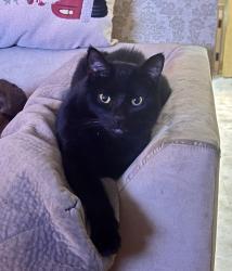 Lost Male Cat last seen Not too far from broadview rd, Parma, OH 44134