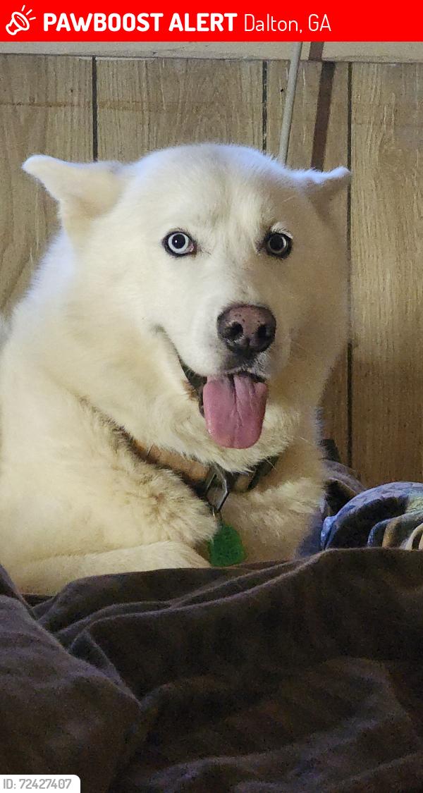 Lost Male Dog last seen E Morris and e walnut ave, Dalton, GA 30721