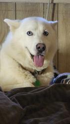 Lost Male Dog last seen E Morris and e walnut ave, Dalton, GA 30721