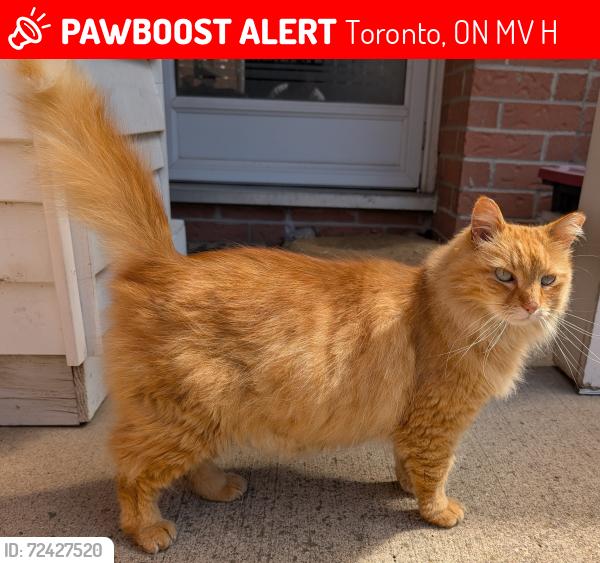 Lost Male Cat last seen Midland Ave and Steeles Ave E, Toronto, ON M1V 5H2