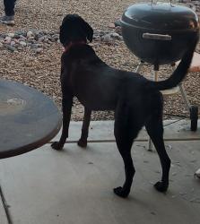 Lost Female Dog last seen Rusty Rd & Cathy Ct, Warner Robins, GA 31088