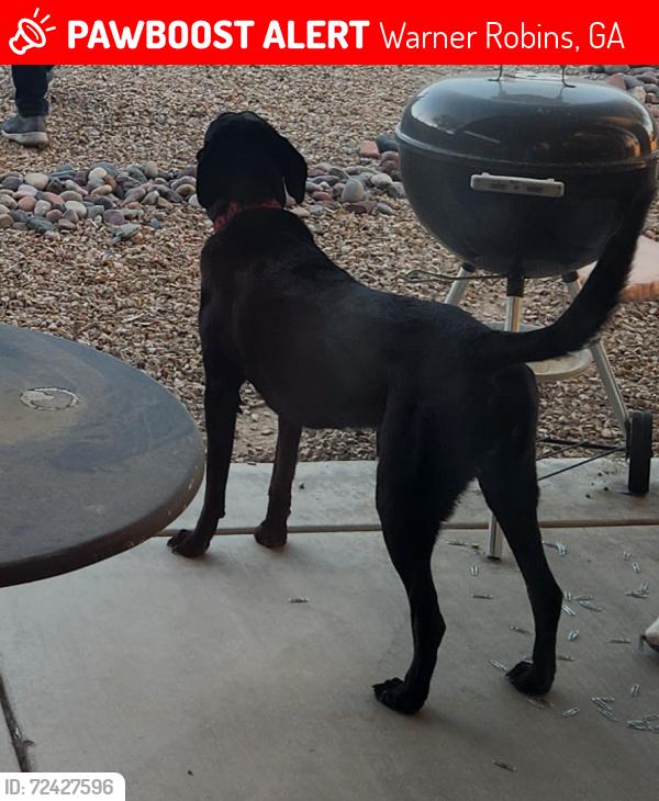 Lost Female Dog last seen Rusty Rd & Cathy Ct, Warner Robins, GA 31088