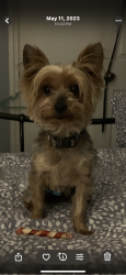 Lost Male Dog last seen Crestwood CIR , Chester, SC 29706
