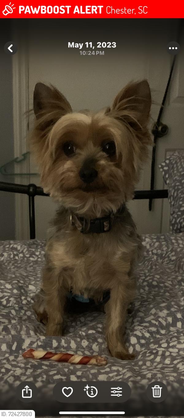 Lost Male Dog last seen Crestwood CIR, Chester, SC 29706
