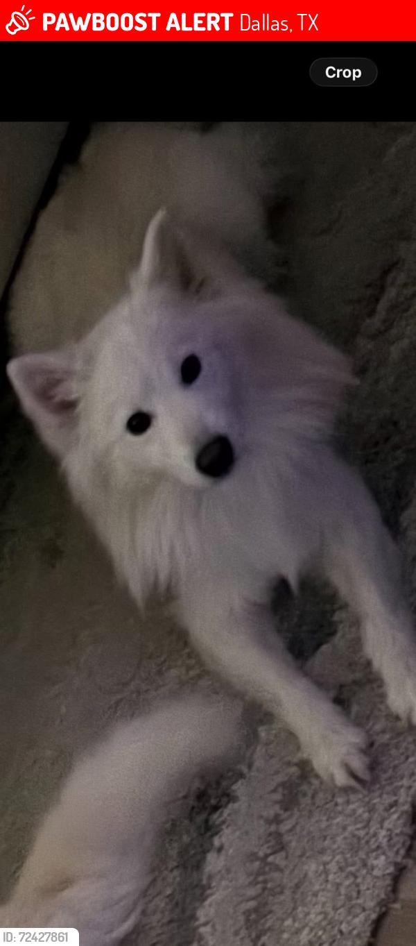 Lost Male Dog last seen Wycliffe Ave , Dallas, TX 75219