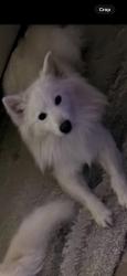 Lost Male Dog last seen Wycliffe Ave , Dallas, TX 75219