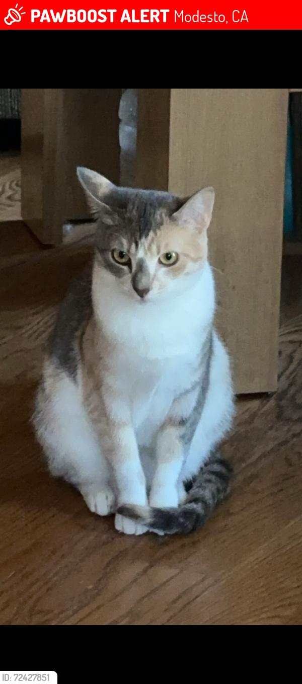 Lost Female Cat last seen Tully/Orangeburg, Modesto, CA 95350