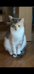 Lost Female Cat last seen Tully/Orangeburg, Modesto, CA 95350