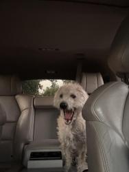 Lost Male Dog last seen Siemon Park , Bakersfield, CA 93306