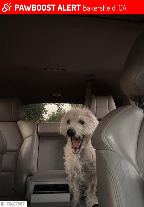 Lost Male Dog last seen Siemon Park , Bakersfield, CA 93306