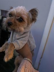 Lost Male Dog last seen 70th st, Philadelphia, PA 19142