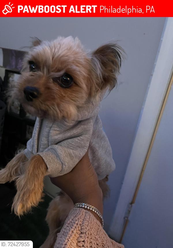 Lost Male Dog last seen 70th st, Philadelphia, PA 19142