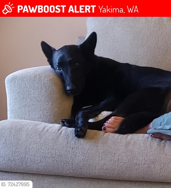 Lost Female Dog last seen Tieton Dr, Yakima, WA 98902