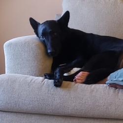 Lost Female Dog last seen Tieton Dr, Yakima, WA 98902