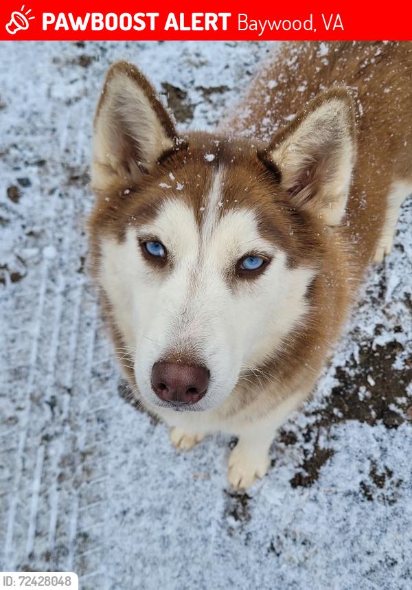 Lost Female Dog last seen Delhart, Crossroads, Baywood, VA 24333