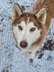 Lost Female Dog last seen Delhart, Crossroads, Baywood, VA 24333