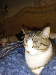 Lost Male Cat last seen West hermiston area by the bottle drop location, Hermiston, OR 97838