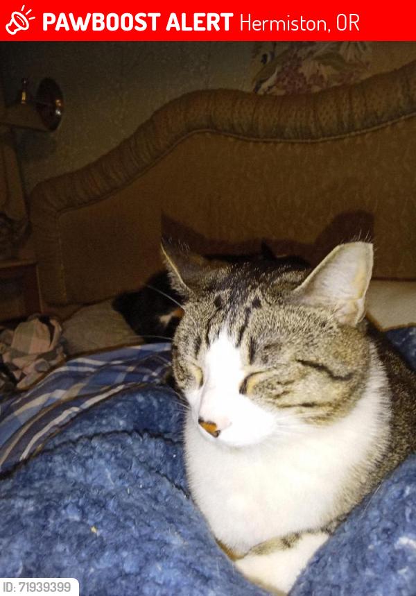 Lost Male Cat last seen West hermiston area by the bottle drop location, Hermiston, OR 97838