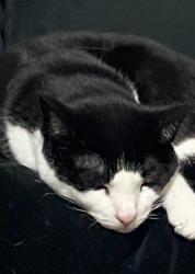 Lost Female Cat last seen Vista Ridge - past area, Volente, TX 78641