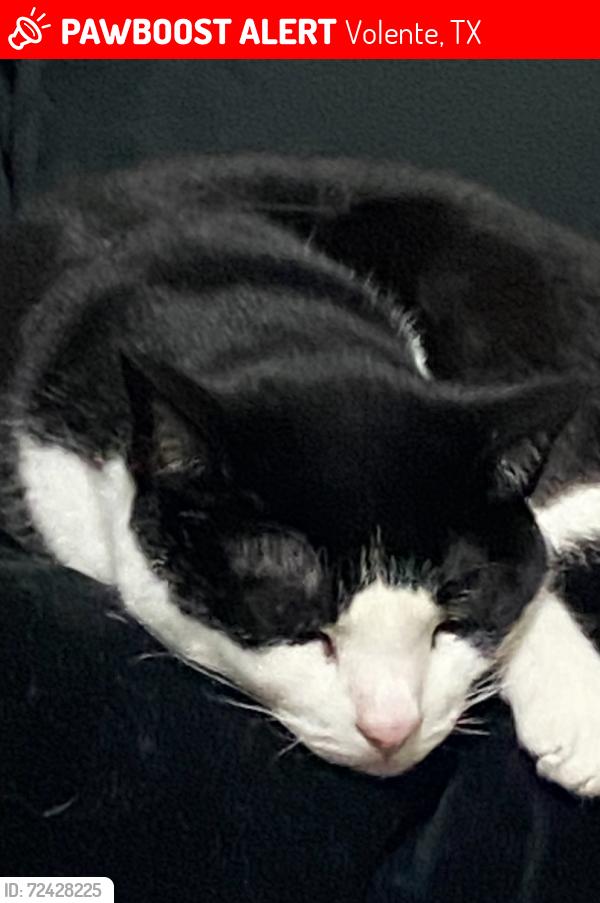 Lost Female Cat last seen Vista Ridge - past area, Volente, TX 78641
