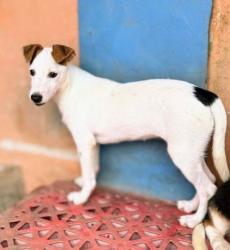 Lost Female Dog last seen Monte Kwinter and tippet rd, Toronto, ON M3H 0E2