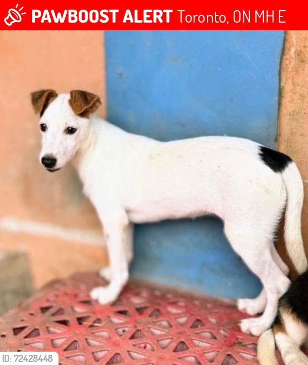 Lost Female Dog last seen Monte Kwinter and tippet rd, Toronto, ON M3H 0E2