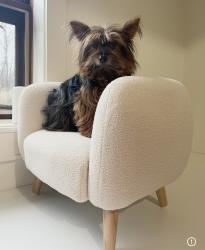 Lost Male Dog last seen St. George’s , Germantown, TN 38139