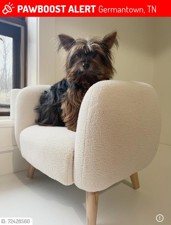 Lost Male Dog last seen St. George’s , Germantown, TN 38139