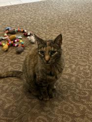 Lost Female Cat last seen Richfield Road, Yorba Linda, CA 92886