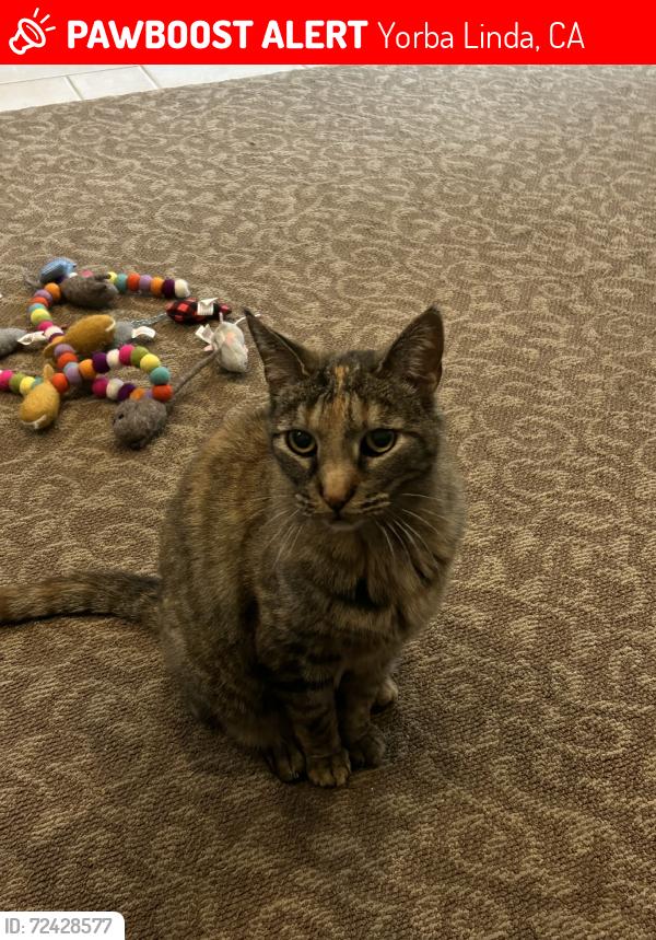 Lost Female Cat last seen Richfield Road, Yorba Linda, CA 92886