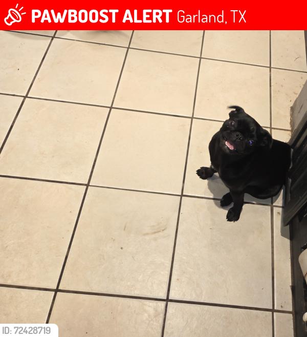 Lost Female Dog last seen Southern Cross and Corona, Garland, TX 75044