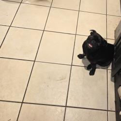 Lost Female Dog last seen Southern Cross and Corona, Garland, TX 75044