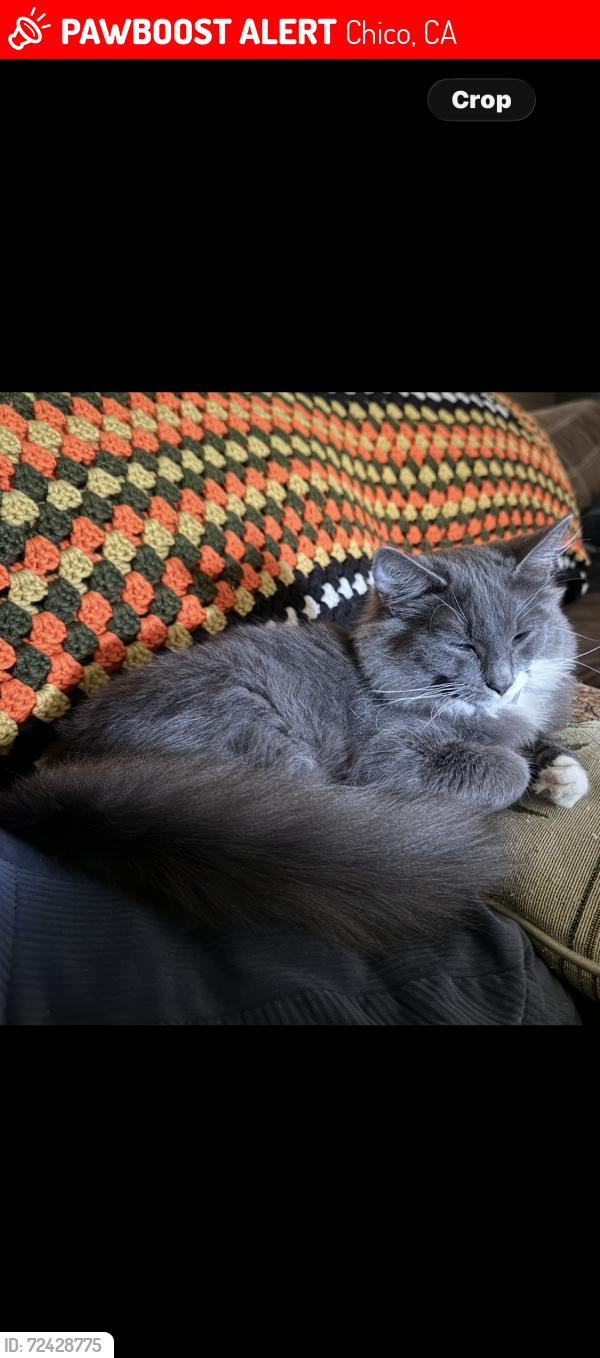 Lost Male Cat last seen Garner, Chico, CA 95973