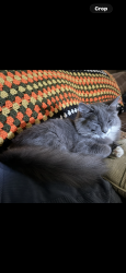 Lost Male Cat last seen Garner, Chico, CA 95973