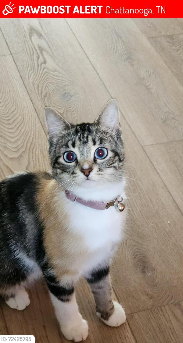 Lost Female Cat last seen Fairview rd/Hidden Harbor rd, Chattanooga, TN 37343