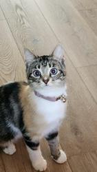 Lost Female Cat last seen Fairview rd/Hidden Harbor rd, Chattanooga, TN 37343