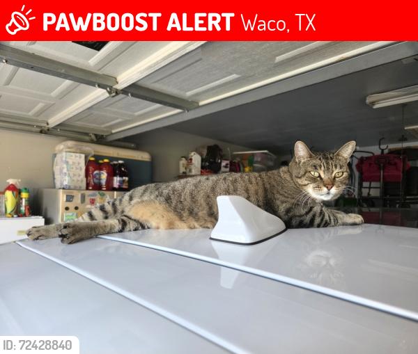 Lost Female Cat last seen Cougar Carwash , Waco, TX 76708