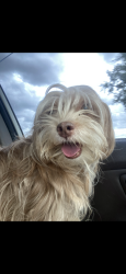 Lost Male Dog last seen Near Viento St & Paseo Encantado, by Memorial Middle School., Edinburg, TX 78542