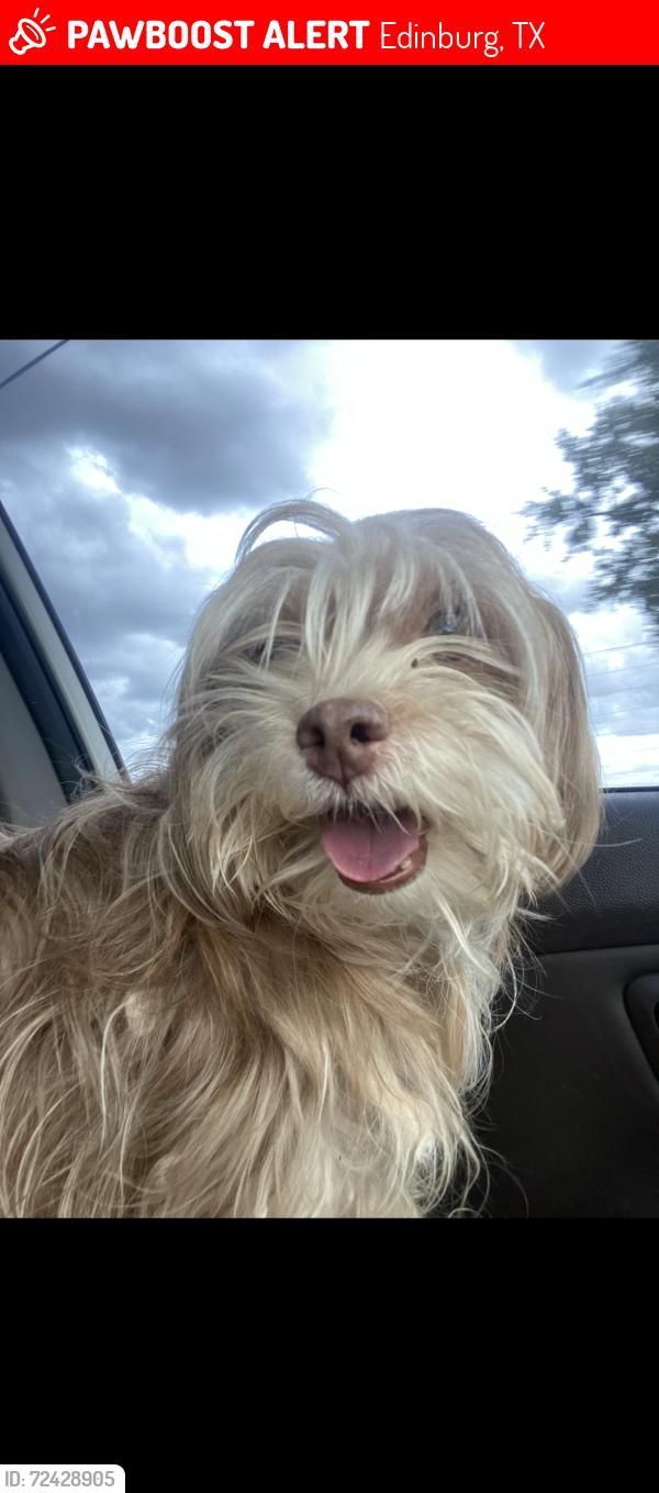 Lost Male Dog last seen Near Viento St & Paseo Encantado, by Memorial Middle School., Edinburg, TX 78542