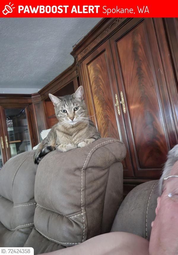 Lost Male Cat last seen Near n mountain view ln spokane es 99218, Spokane, WA 99218