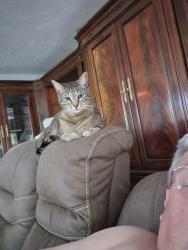 Lost Male Cat last seen Near n mountain view ln spokane es 99218, Spokane, WA 99218