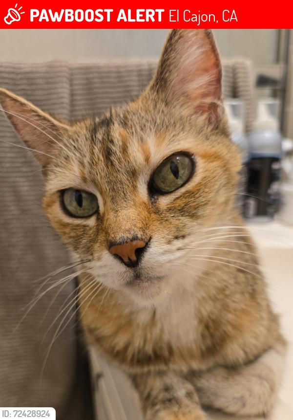 Lost Female Cat last seen Greenfield Drive, El Cajon, CA 92021