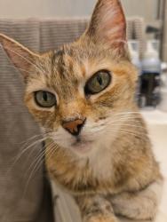 Lost Female Cat last seen Greenfield Drive, El Cajon, CA 92021
