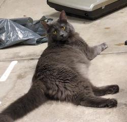 Lost Male Cat last seen Last seen near Wynot Rd in nine mile falls, Nine Mile Falls, WA 99026