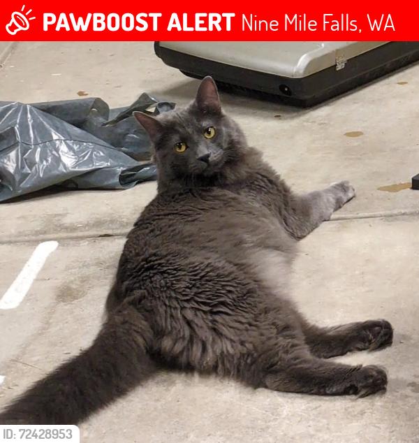 Lost Male Cat last seen Last seen near Wynot Rd in nine mile falls, Nine Mile Falls, WA 99026