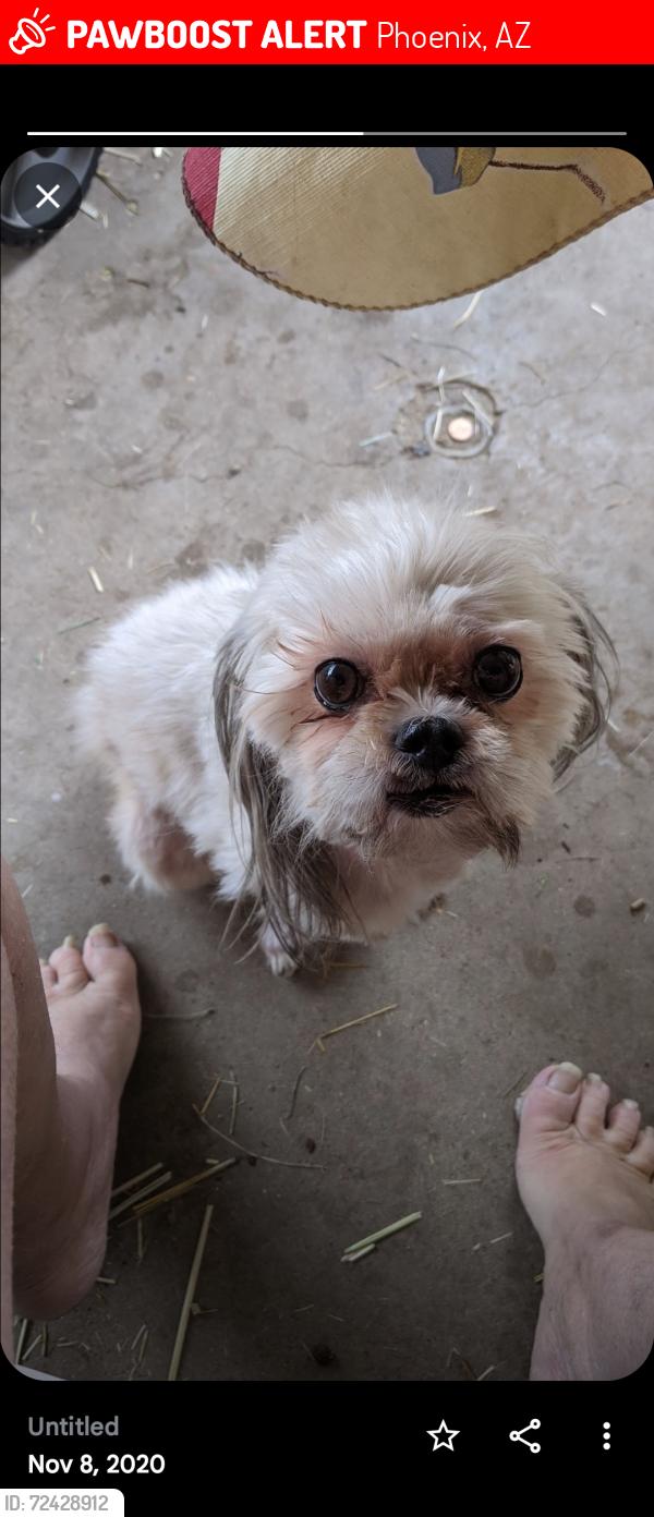 Lost Female Dog last seen Indian school Coolidge Camelback 51st ave 67th av, Phoenix, AZ 85043