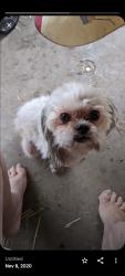 Lost Female Dog last seen Indian school Coolidge Camelback 51st ave 67th av, Phoenix, AZ 85043