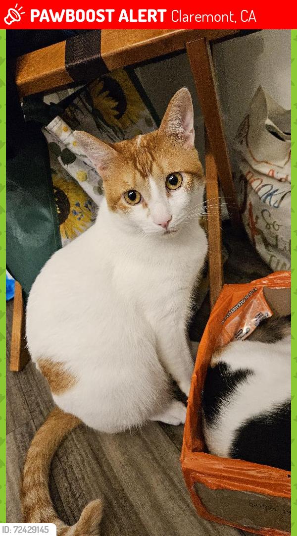 Lost Male Cat last seen American Avenue, near Chevron, Starbucks, Motel 6, Claremont, CA 91711
